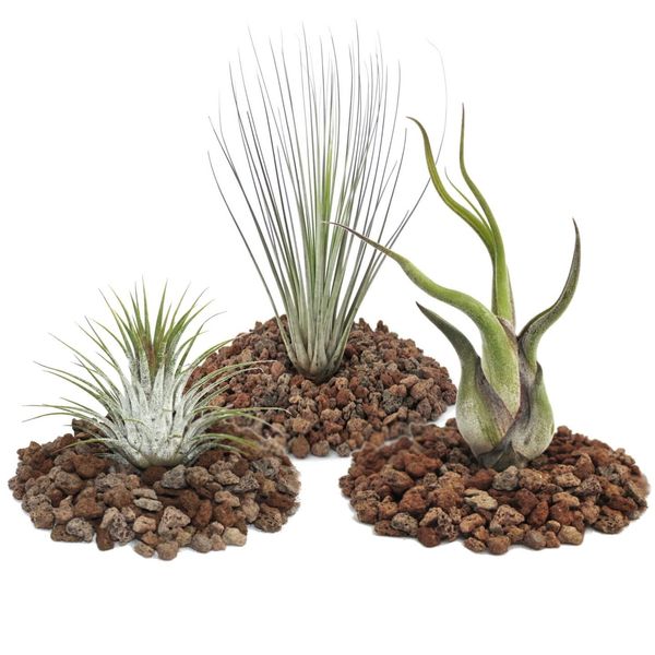 1 Set Con 3 Tillandsie (1 Ionantha 1 Juncea 1 Caput Medusa)-image