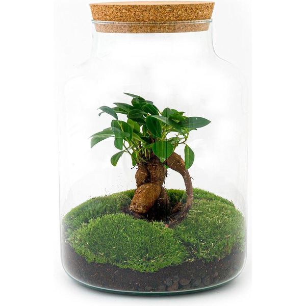 Bottiglia Da Giardino Fai Da Te Terrario Milky Bonsai - Ø21Cm - ↕30Cm - Set Di Bottiglie Da Giardino Fai Da Te Con Bonsai Di Ficus Ginseng-image