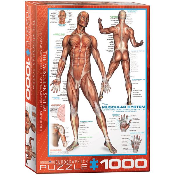 Anatomia - La Muscolatura Umana Puzzle Da 1000 Pezzi Formato 68X48 Cm-image