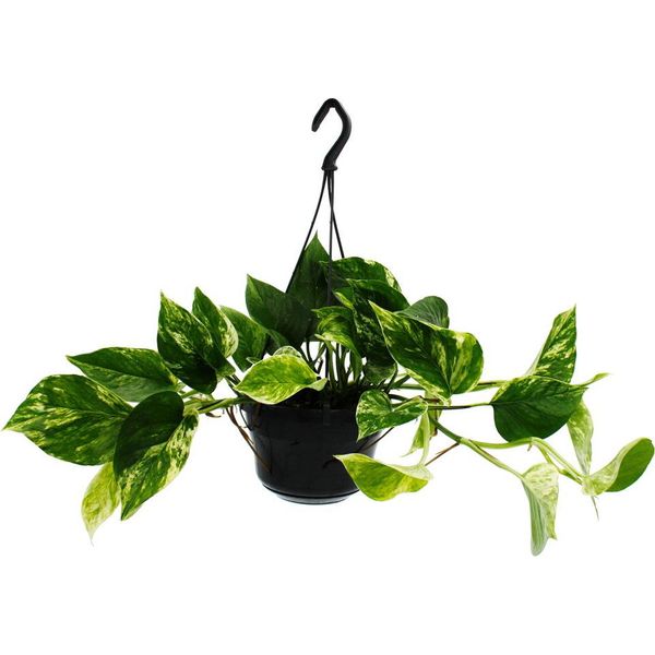 Pianta D'appartamento Da Appendere Edera Marmorizzata Epipremnum "Marble Queen"" Scindapsus 15Cm Vaso Da Appendere"-image