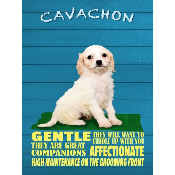 Vianmo Insegna In Legno 40X30 Cm Cavachon Hund Gentle Affectionat-image