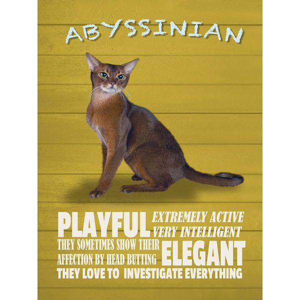 Vianmo Insegna In Legno 40X30 Cm Abyssinian Katze Playful Elegant-image