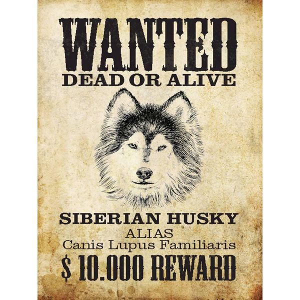 Vianmo Insegna In Legno 40X30 Cm Hund Wanted Siberian Husky-image