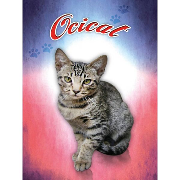 Vianmo Insegna In Legno 40X30 Cm Katze Ocicat-image