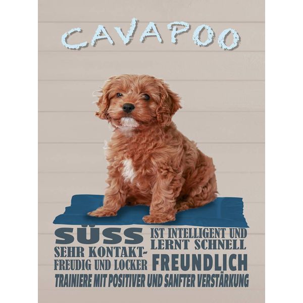 Vianmo Insegna In Legno 40X30 Cm Cavapoo Hund SüSs Freundlich-image