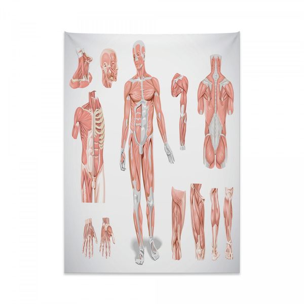 Arazzo Anatomico Abakuhaus, Biologia Medicina Umana In Morbido Tessuto Microfibra, Colori Chiari Che Non Sbiadiscono, Lavabile, 110 X 150 Cm, Rosso Corallo Grigio-image