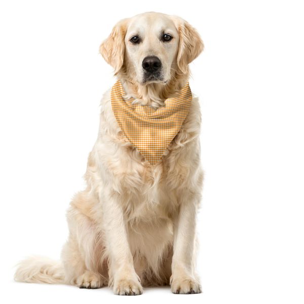 Abakuhaus Bandana A Quadri Per Animali Domestici, Arancione A Quadretti, 55X55 Cm, Arancione Bianco-image