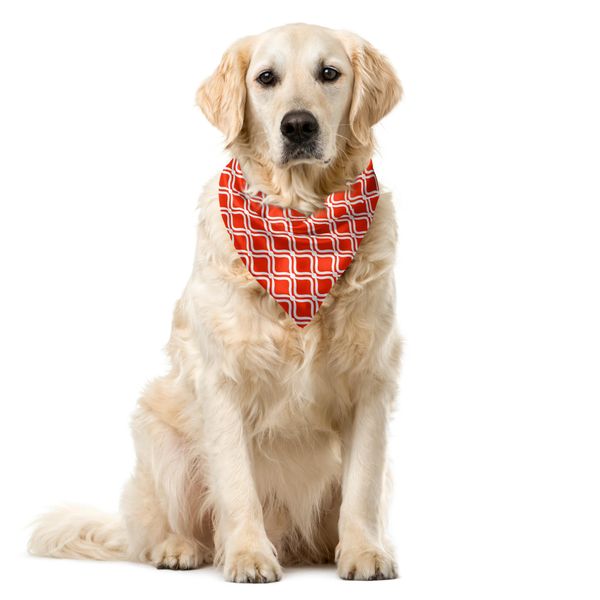 Abakuhaus Bandana Per Animali Domestici Vintage, Motivo Astratto Lattice Dai Colori Caldi, 55X55 Cm, Vermiglio E Bianco-image