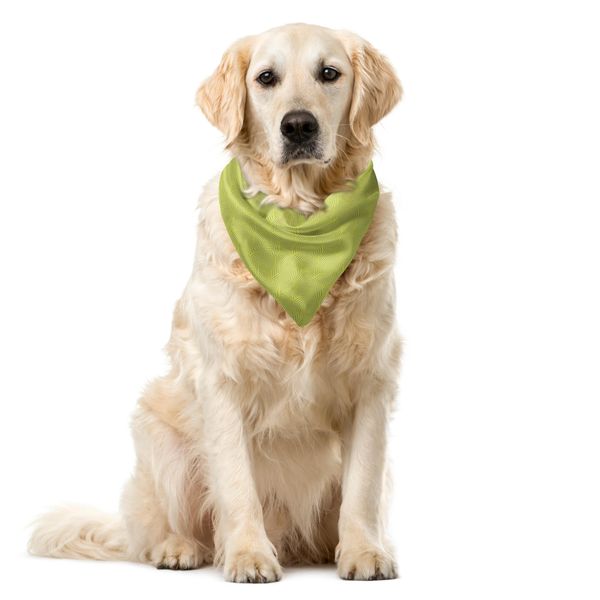 Abakuhaus Bandana Geometrica Astratta Per Animali Domestici, Arte Moderna, 55X55 Cm, Verde Avocado E Grigio Chiaro-image