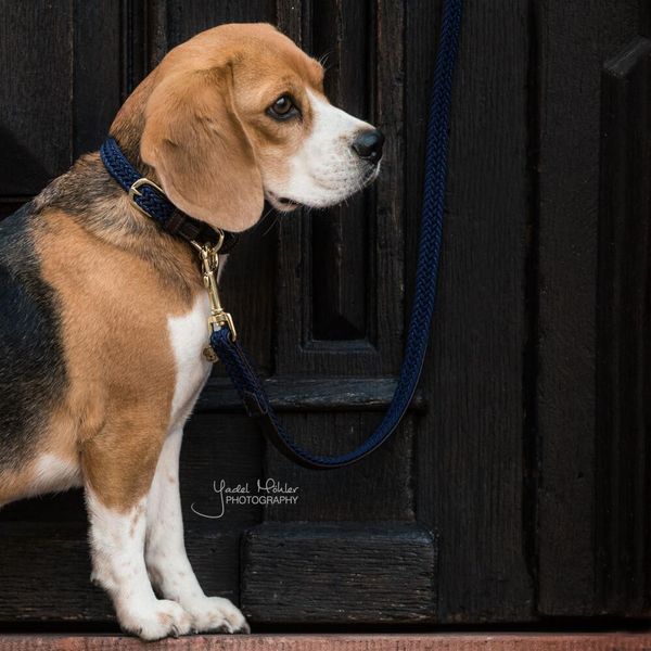 Guinzaglio Per Cani In Nylon Intrecciato Kentucky Dogwear 120 Cm Taglia L Navy-image