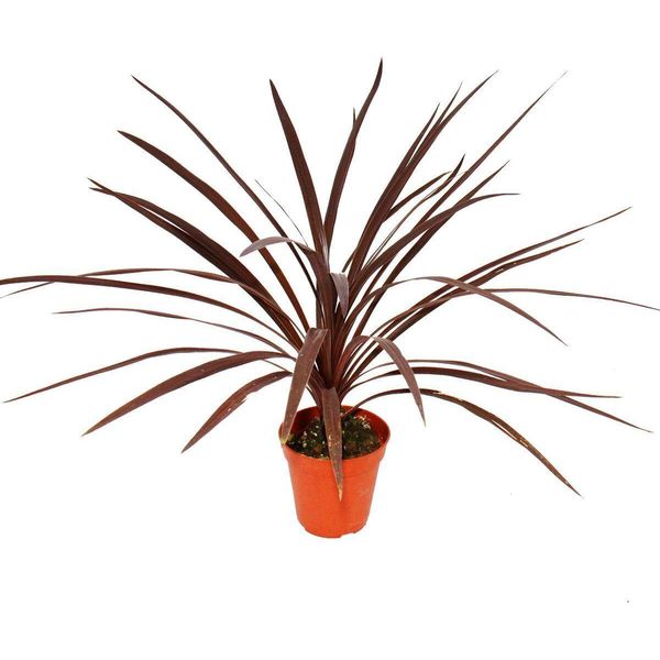 Giglio Rosso Del Club - Cordyline Australis "Red Star"" - Vaso Da 12 Cm - Altezza Circa 50 Cm"-image