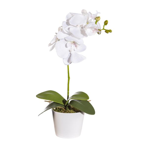 Set Di 2 Piante Artificiali Phalaenopsis 40 Cm, Orchidee Bianche In Vaso Con Muschio, 11 Cm-image