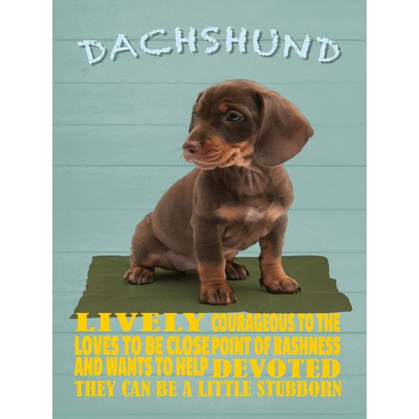 Vianmo Insegna In Legno 40X30 Cm Dachshund Hund Lively Devoted-image