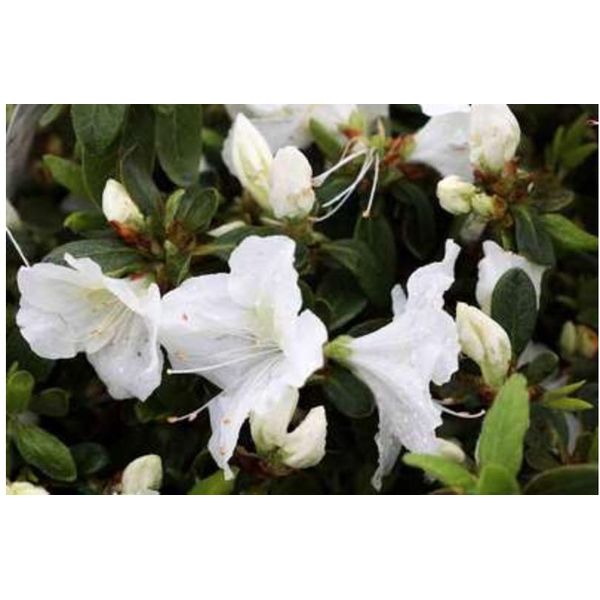 Azalea Japonica Weib - Japanische Azalee 50 - 60 Cm - Contenitore-image