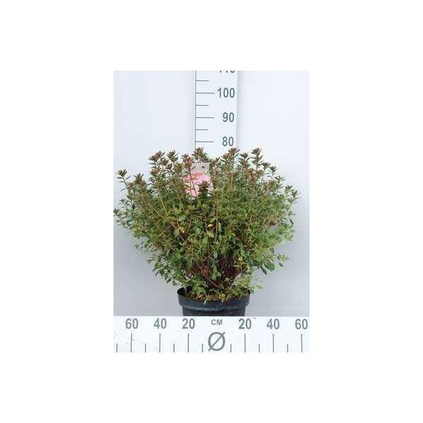 Azalea Japonica Orange - Azalea Giapponese 50-60 Cm - Contenitore-image