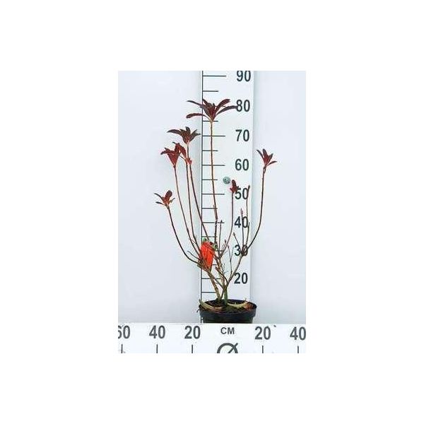 Azalea Mollis Red - Azalea Giapponese 40 - 50 Cm - Contenitore-image