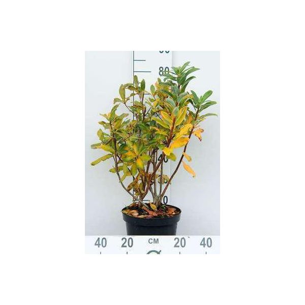 Azalea Knaphill - Weib - Azalea Giapponese 60-80 Cm - Contenitore-image