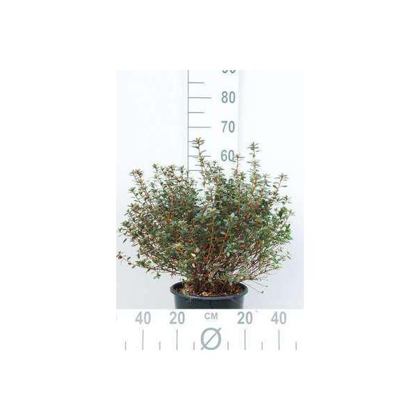 Azalea Japonica - Azalea Giapponese Viola 50-60 Cm - In Contenitore-image