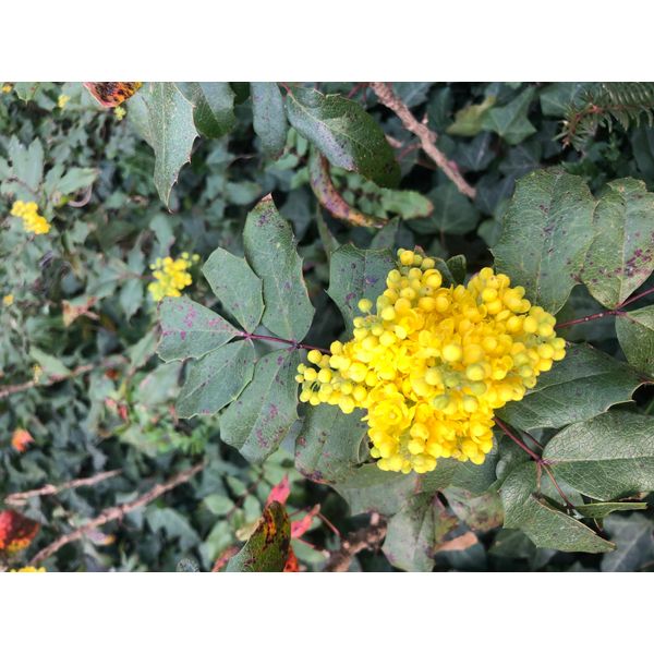 10 X Mahonia Aquifolium - Mahonia Comune 30- 40 Cm - Radice Nuda-image