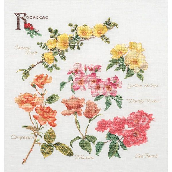 Thea Gouverneur Kit Punto Croce "Rose Panel Evenweave"", 44X46Cm"-image