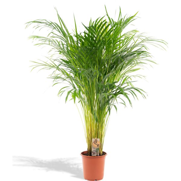 Palma Da Frutto Dorata Areca - Pianta Da Appartamento Ø21Cm - Altezza 110Cm - Palma Tropicale Che Purifica L'aria Per Un Clima Interno Sano - Fresca Di Vivaio-image
