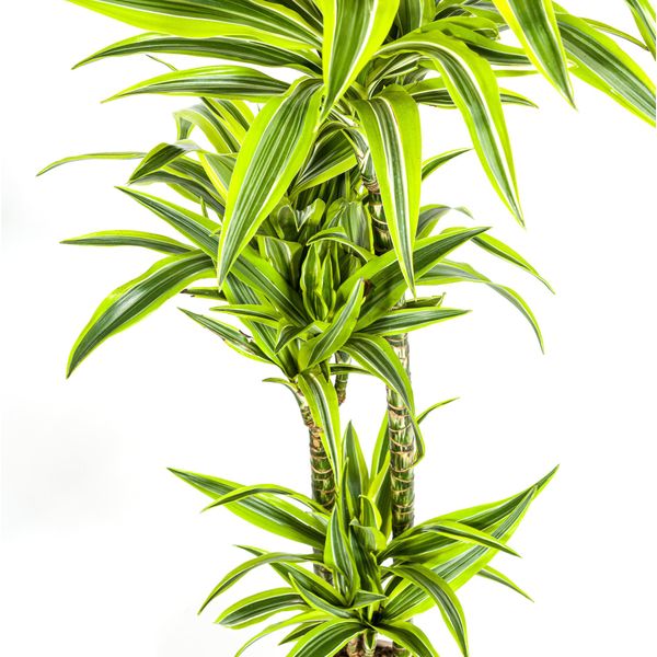 Pianta Di Dracaena Deremensis Lemon Lime Ø24Cm Altezza 140Cm - Decorativa Per La Casa-image