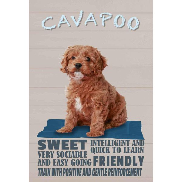 Vianmo Insegna In Legno 30X20 Cm Cavapoo Hund Sweet Friendly-image