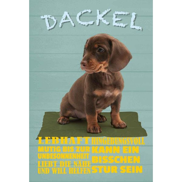 Vianmo Insegna In Legno 18X12 Cm Dackel Hund Lebhaft Mutig Stur-image