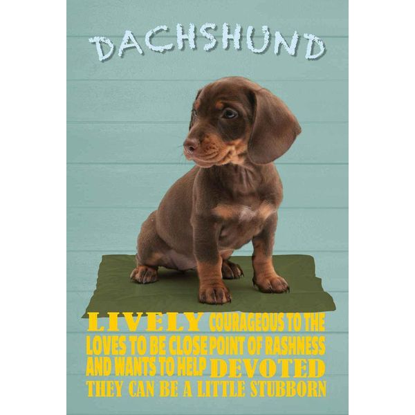 Vianmo Insegna In Legno 30X20 Cm Dachshund Hund Lively Devoted-image