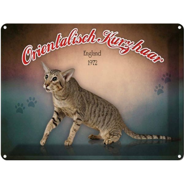 Vianmo Insegna Di Latta 30X40 Cm Katze Orientalisch Kurzhaar England-image