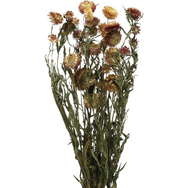 Fiori Di Paglia Secchi Giallo Rosso Elicriso 50Cm 60G Decorazione Autunno-image