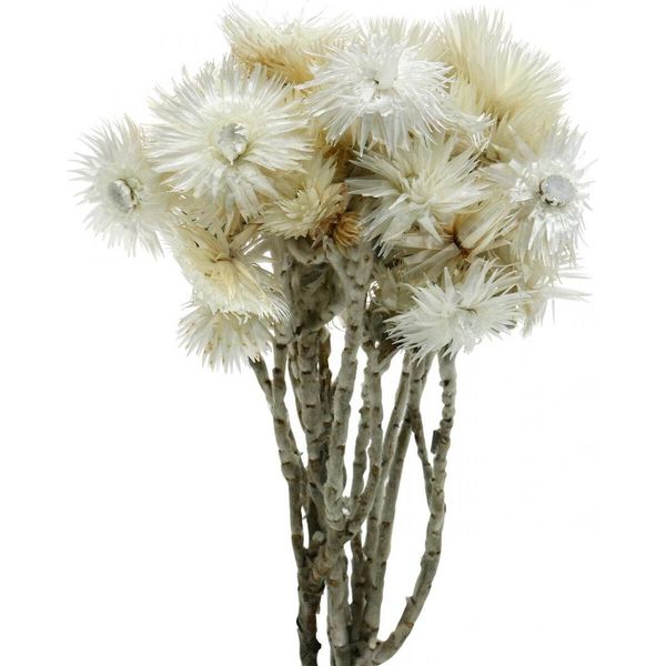 Fiori Secchi Tappo Fiori Naturali Bianchi Bouquet Di Fiori Di Paglia, Decorazione, 33Cm-image