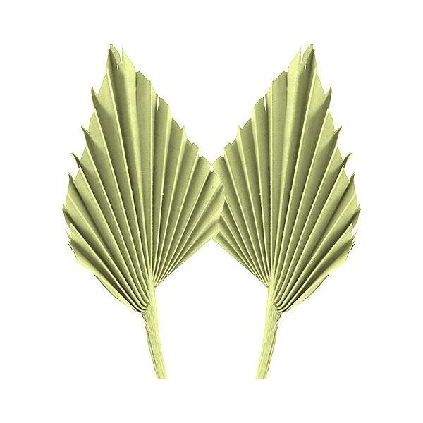 Decorazione A Forma Di Lancia Di Palma Essiccata In Verde Mela Lavata - Foglie Di Palma Naturali Per La Decorazione Floreale E Domestica, 65 Pezzi-image