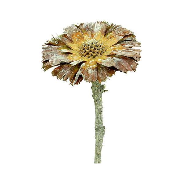 Rosetta Di Repens Verde Smerigliata 8Cm - 9Cm, Fiori Secchi Esotici Per La Decorazione E Il Florovivaismo, 25 Pezzi-image