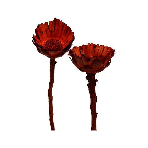 Exotic Compacta Rosette Arancione - Fiori Secchi Decorativi Per Eleganti Composizioni Funebri, 40 Pezzi-image
