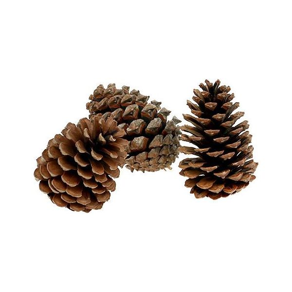 Maritima Pigne Naturali Decorazione Autunnale Decorazione Natalizia Decorazione Tombale Forma Piramidale 10-14Cm 50 Pezzi-image