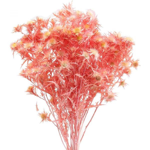 Rami Di Cardo Essiccati Per Decorazioni Eleganti E Composizioni Floreali-image