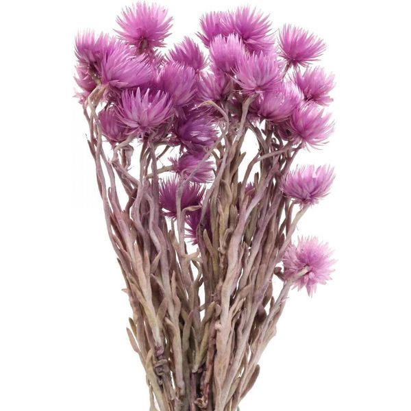 Fiori Secchi Fiori A Cappuccio Viola Fiori Di Paglia Decorazione Naturale 42Cm-image