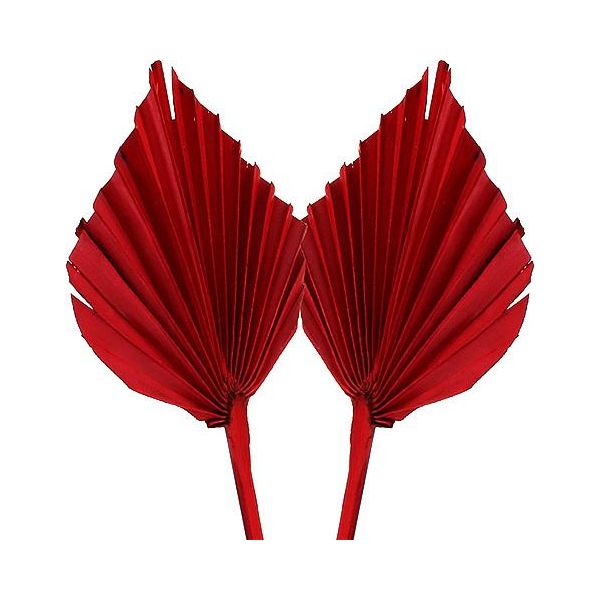 Lancia Di Palma Rossa Lancia Decorativa Di Foglie Di Palma 65 Pezzi Set Per Allestimenti Funebri E Decorazioni Per Tavole Festive-image