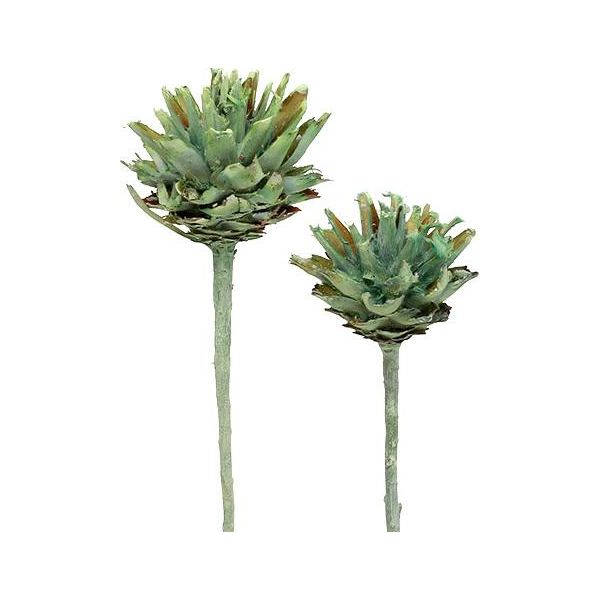 Plumosum 1 Verde Smerigliato 25 Pezzi - Fiori Secchi Esotici Per Decorazioni, 25 Pezzi-image
