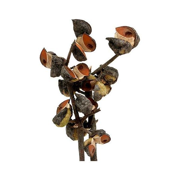 Rami Di Hakea Decorazione Naturale, Fiori Secchi Per Composizioni Funebri, 5-9 Teste, 20 Pezzi-image