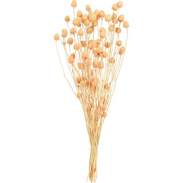 Cardi Di Fragola Salmone 55Cm Decorazione Secca Fiori Secchi Skandi Boho Modern 100G-image