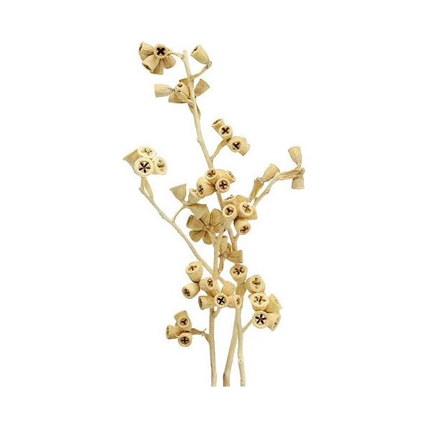 Set Di 25 Ramoscelli Di Eucalipto Sbiancati - Ramoscelli Decorativi Per Il Florovivaismo E L'interior Design, Naturali Ed Eleganti-image