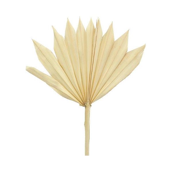 Lancia Di Palma Sbiancata Sun Mini, Ventaglio Decorativo Dall'aspetto Naturale, Simbologia Di Composizione Di Tombe, Fiori Secchi 30 Pezzi-image