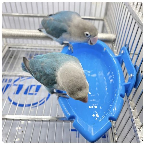 Grande Piscina Per Tutte Le Specie Di Pappagalli-image