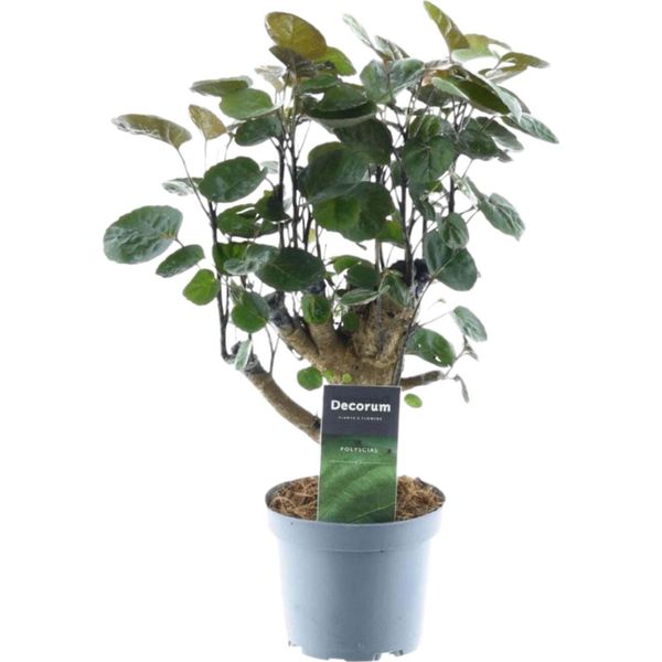 Trendyplants - Polyscias Fabian - Aralia - Pianta D'appartamento - Altezza 35-55 Cm - Dimensioni Vaso Ø12Cm-image
