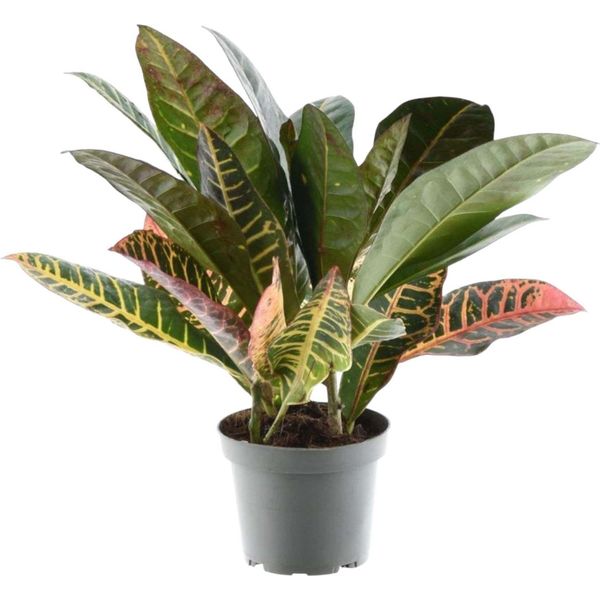 Trendyplants - Codiaeum Variegatum 'Petra' - Croten - Pianta D'appartamento - Altezza 20-40 Cm - Dimensioni Vaso Ø12Cm-image