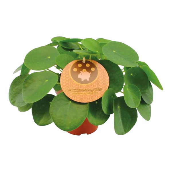 Trendyplants - Pilea Peperomioides - Pianta Da Appartamento - Altezza 20-40 Cm - Dimensione Vaso Ø15Cm-image