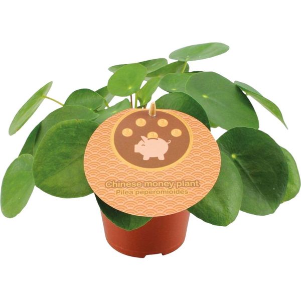 Trendyplants - Pilea Peperomioides - Pianta Da Appartamento - Altezza 10-30 Cm - Dimensione Vaso Ø12Cm-image