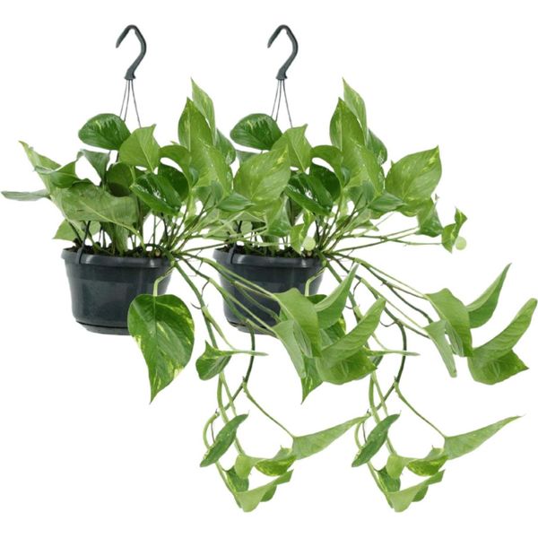 Trendyplants - 2X Epipremnum Aureum - Scindapsus - Piante Da Appartamento - Altezza 15-35 Cm - Dimensioni Vaso Ø15Cm-image
